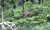 deer fence example