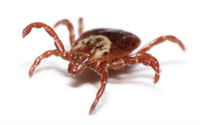tick image