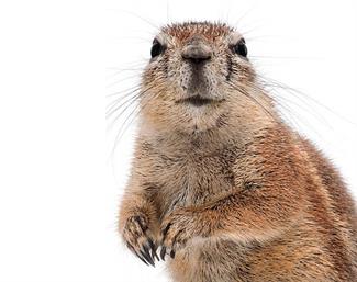 gopher image