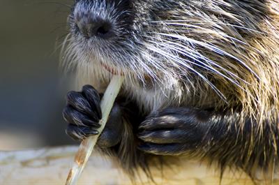 beaver photo