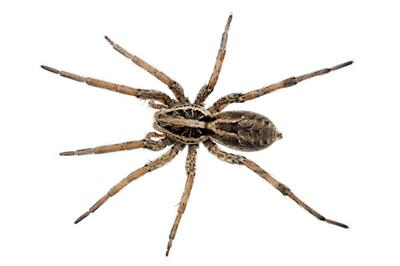 spider image