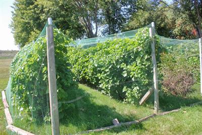 Bare Hand Net Installation