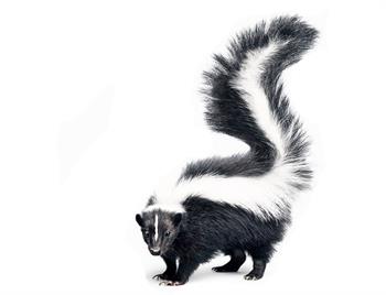 Skunk image