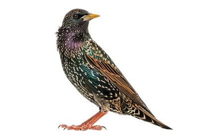 starling image