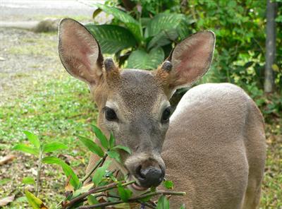 deer photo