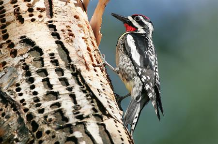 woodpecker image