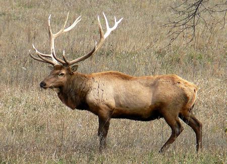 elk image