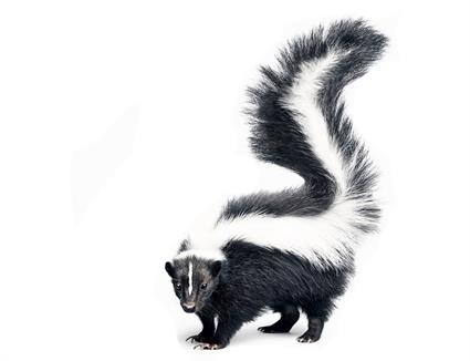 skunk image