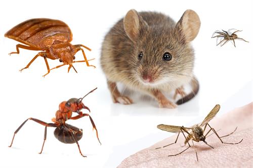 Pest Composite photo