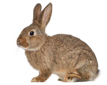 rabbit image