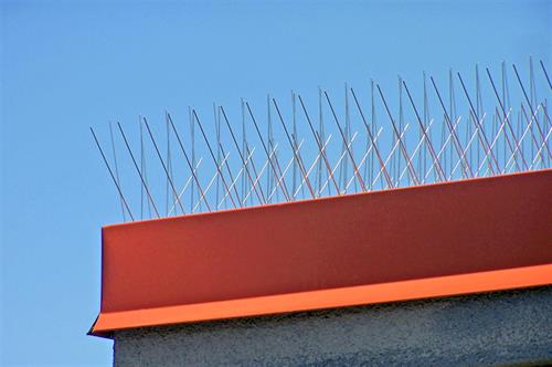 Nixalite E-Spike Bird Spikes on Parapet