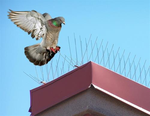 Birds Take Fight from Nixalite Bird Spikes