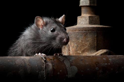 RoadBlock Bio-Repellents for Rodents