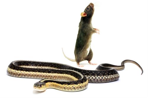 snake rat photo