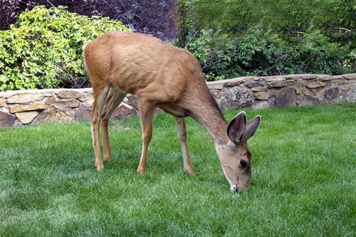 Deer Stopper Deer Repellent