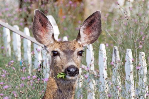 Deer Stopper Deer Repellent