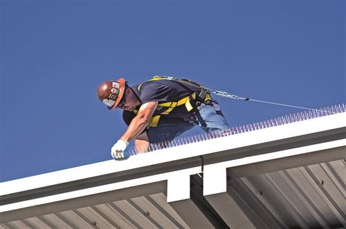 Installing Nixalite bird spikes on roof