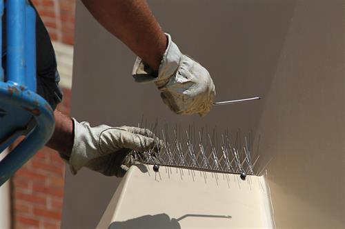 Installing Model S Nixalite bird spikes on ledge