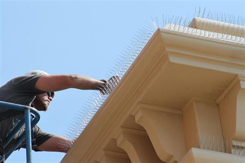 Man Installing Model S Nixalite bird spikes