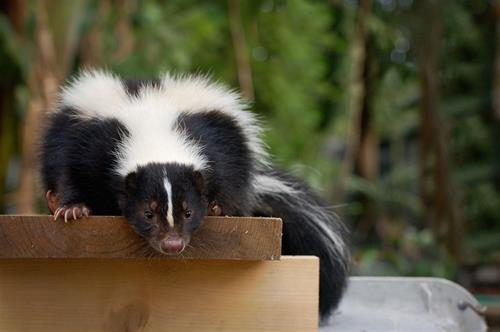 skunk photo