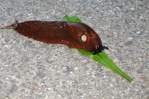 slug