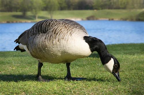 goose grazing on turf