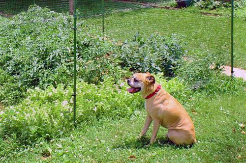 Dog in fence enclosure