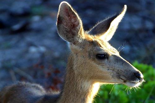 Deer portrait