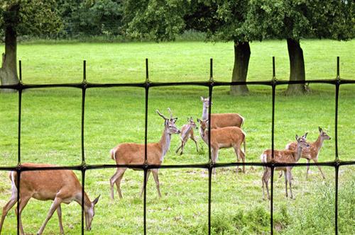 deer herd behind fence