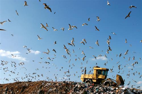 Lots of birds at a landfill