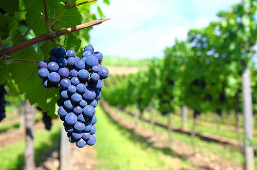 Bunch of grapes in a vineyard