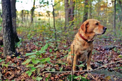 BOUNDARY™ Small Animal Fence