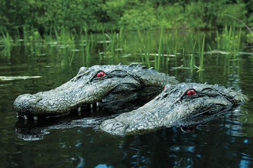 Alligator Heads Floating in lake