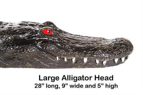 Alligator Large side view