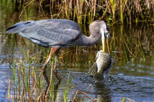 Live Heron catching fish