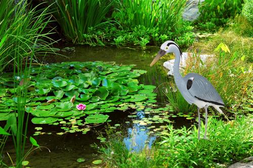 Blue Heron guarding a pond