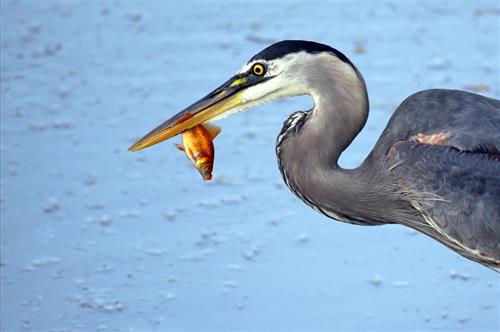 Blue Heron with fish