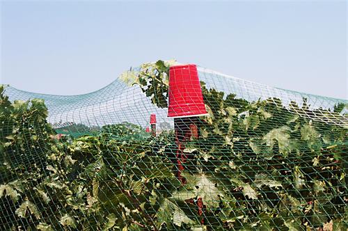 Garden netting support