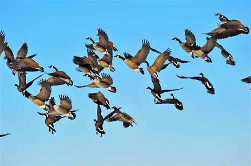 Flock of geese flying away