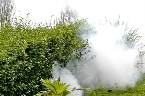 Fogging bushes