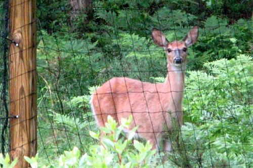 EZ-Set Deer Fence Posts