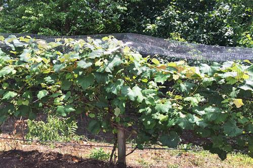 Pollynet bird netting Premium installed on crops