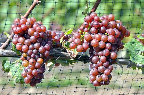 grapes behind lightweight Pollynet bird netting