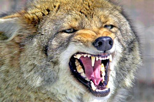 Angry Coyote