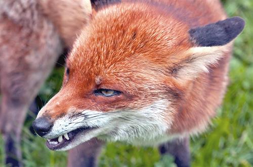 Angry fox