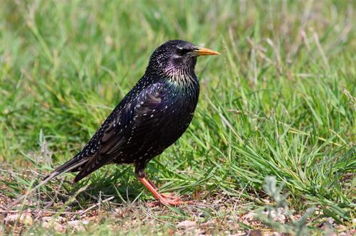 Starling photo