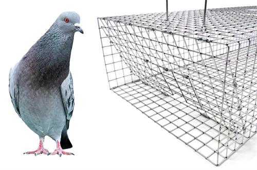 Nixalite HD Pigeon Trap 36x16x8