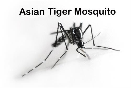 Asian Tiger Mosquito