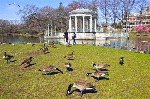 Geese Grazingon landscape