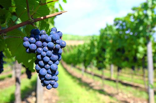 Unspoiled Grapes on the Vine